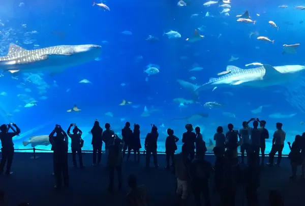 沖縄美ら海水族館