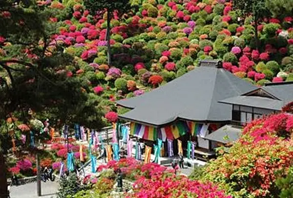 塩船観音寺の写真・動画_image_178822