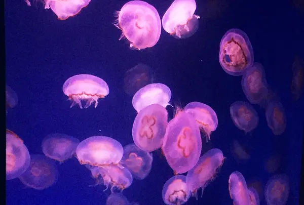 新江ノ島水族館