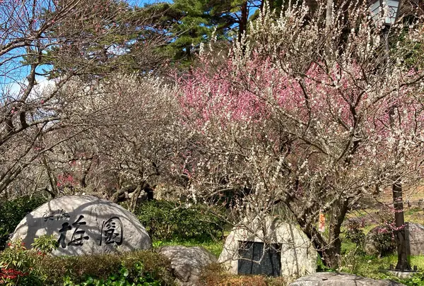 熱海梅園の写真・動画_image_1795710