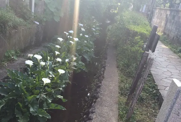 お鷹の道