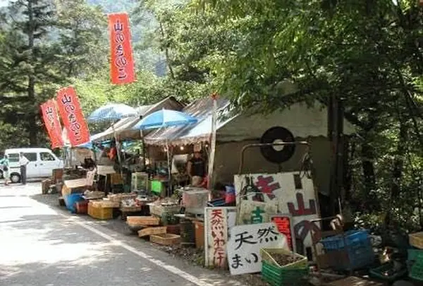山のキノコ屋の写真・動画_image_179904