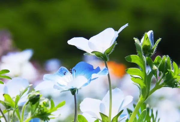 アカオハーブ＆ローズガーデン