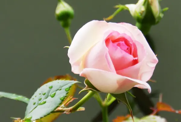 アカオハーブ＆ローズガーデン