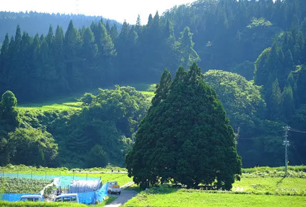 小杉の大杉（トトロの木）