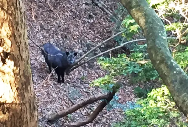 猿投山の写真・動画_image_181145
