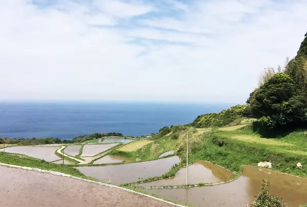 東後畑棚田の写真・動画_image_181996