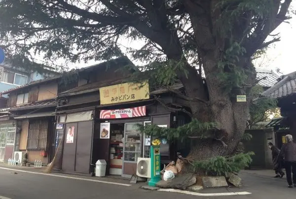 谷中ヒマラヤ杉