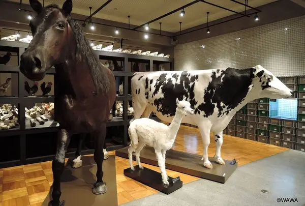 東京大学総合研究博物館 本館