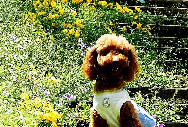 アカオハーブ&ローズガーデン