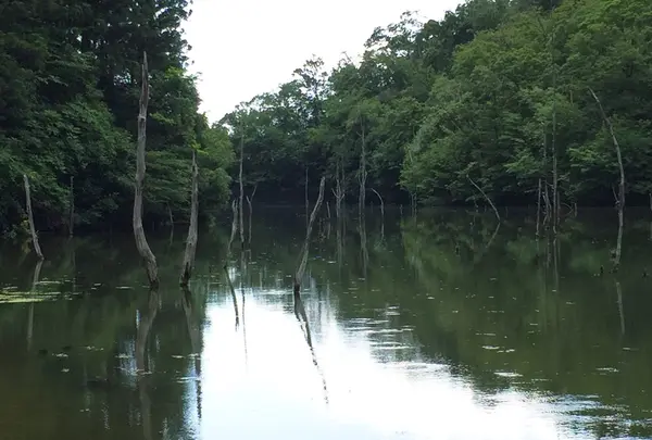 大正池