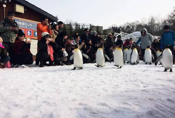 旭川市 旭山動物園の写真・動画_image_184339