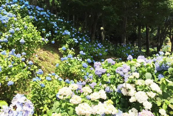 ２１世紀の森公園