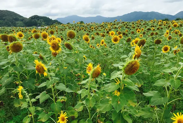 (土佐市出間ひまわり畑)※期間限定
