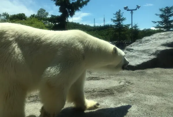 旭川市旭山動物園