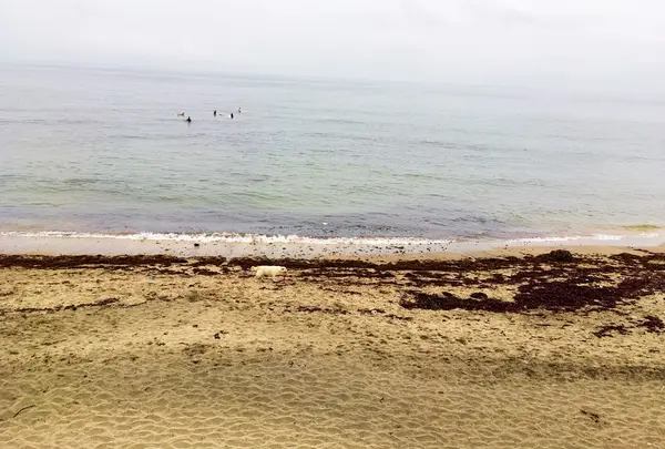 七里ケ浜