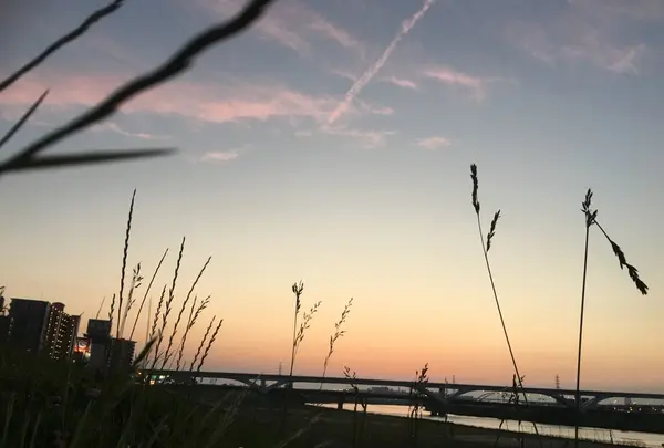 隅田川の写真・動画_image_186383