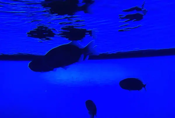 鳥羽水族館の写真・動画_image_186701