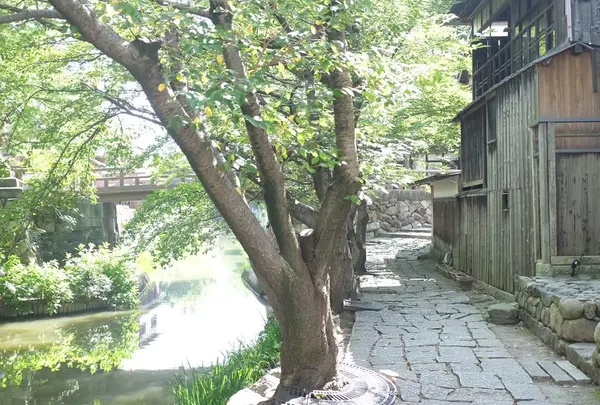 八幡川緑地の写真・動画_image_187016