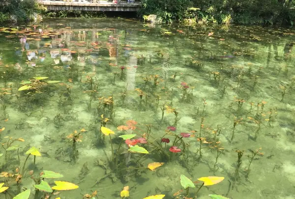 モネの池