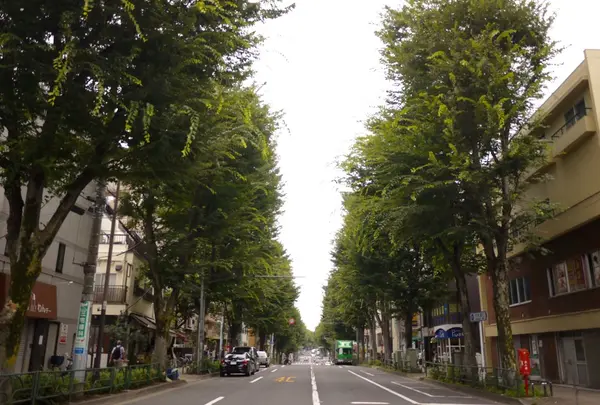 中杉通り