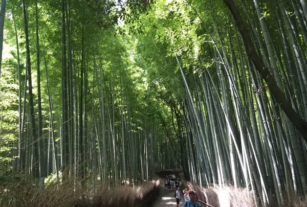竹林の小径