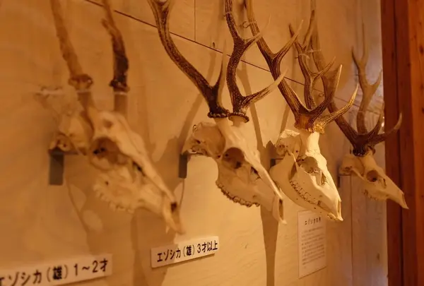 ひがし大雪自然館の写真・動画_image_190499