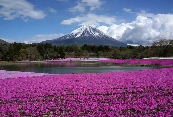 富士芝桜まつり