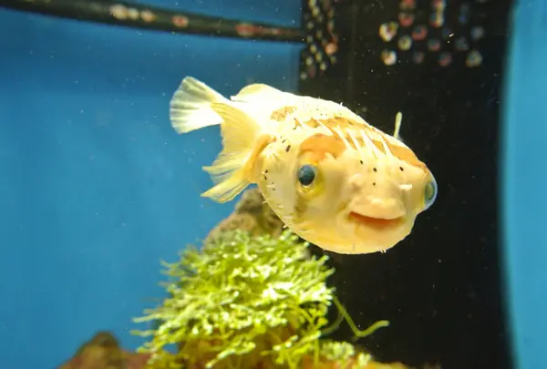 沼津港深海水族館