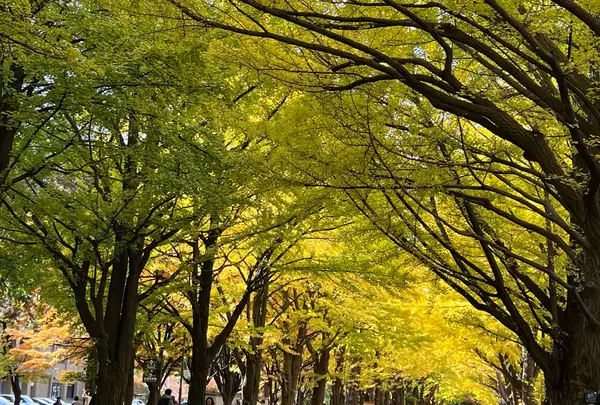 北海道大学イチョウ並木