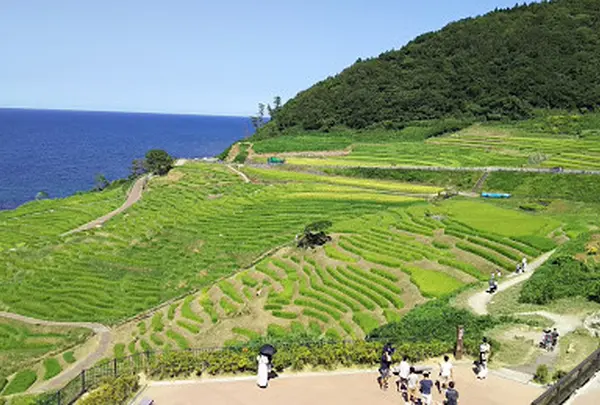 白米千枚田