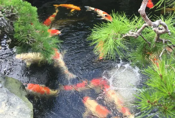 春花園の写真・動画_image_193137