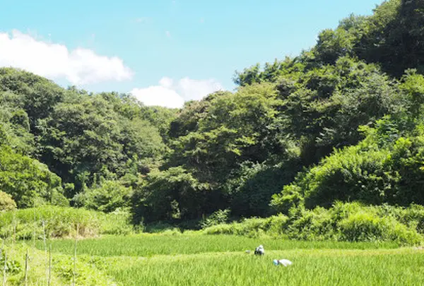 のんびりと森林浴、鎌倉中央公園