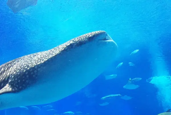 沖縄美ら海水族館