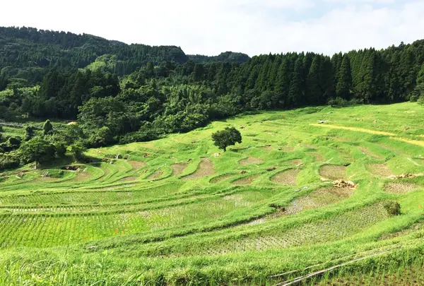 大山千枚田