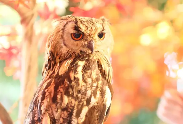 【閉業】嚴島フクロウの森・嚴島ひょう猫の森の写真・動画_image_194750