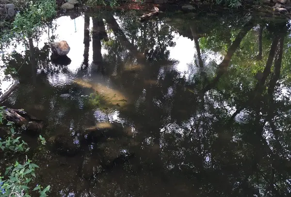 南高ビオトープ