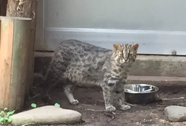 対馬野生生物保護センター