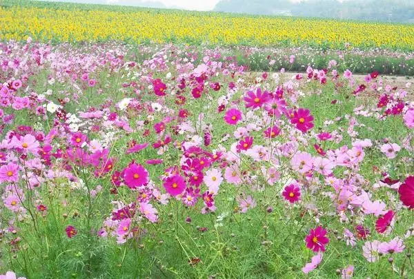 観光農園花ひろばの写真・動画_image_196174