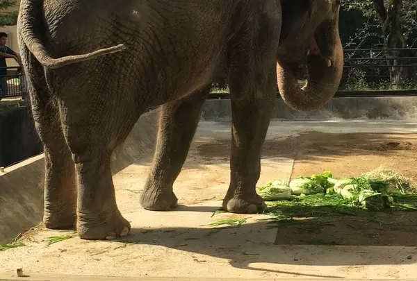 姫路市立動物園の写真・動画_image_197775