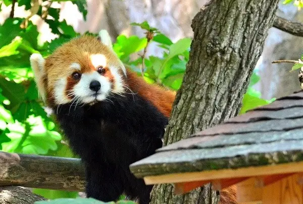 横浜市立野毛山動物園 (Nogeyama Zoological Park)