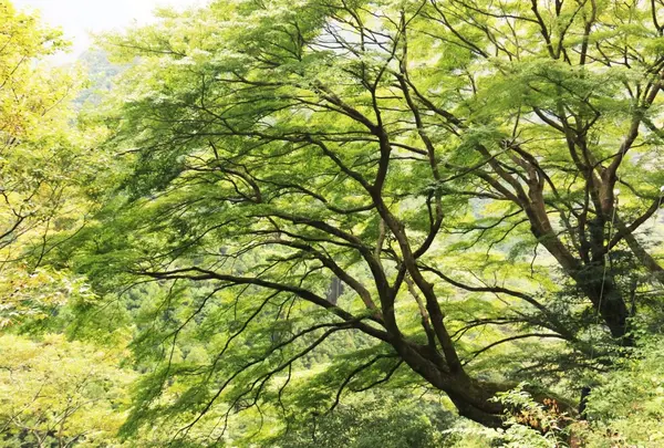 いろは楓の巨樹