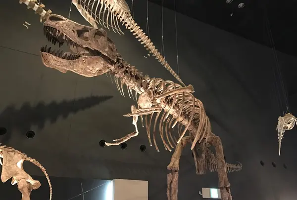 神奈川県立生命の星・地球博物館