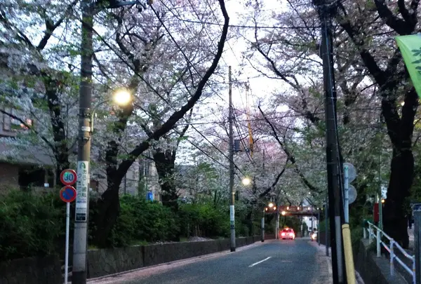 桜坂の写真・動画_image_200106