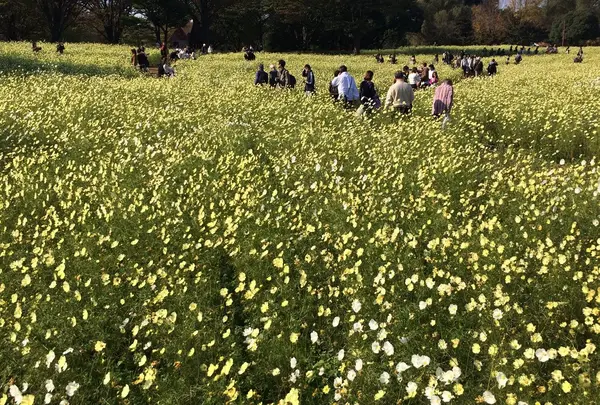 国営昭和記念公園 みんなの原っぱ