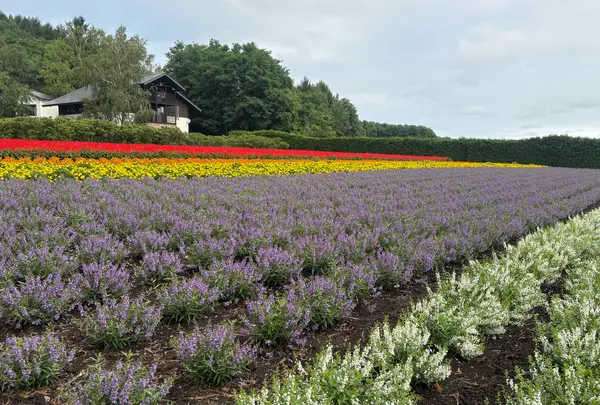 中富良野 ファーム冨田の写真・動画_image_2024076