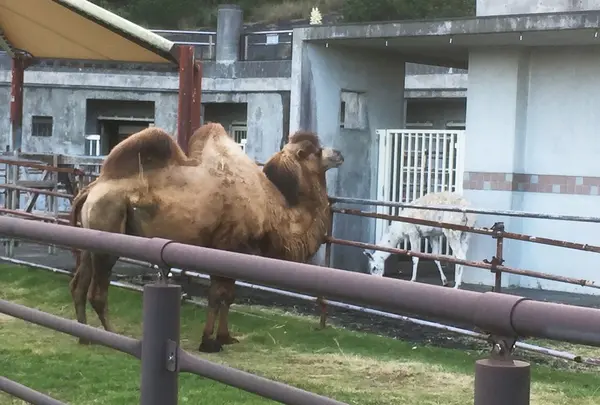 都立大島公園動物園
