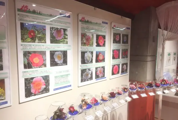 都立大島公園椿資料館