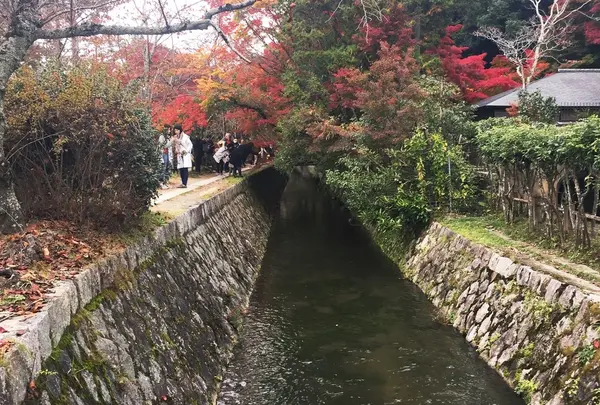 哲学の道の写真・動画_image_203200