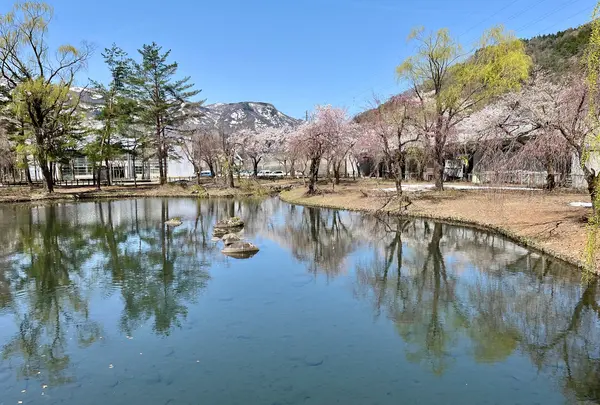 湯沢中央公園【桜の名所】